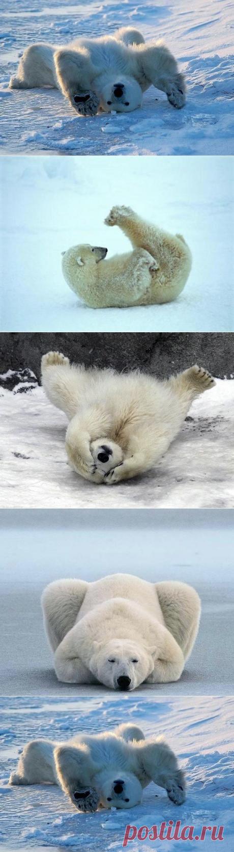Утренний урок йоги от белых медведей.