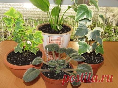 Волшебный ЦИТОКИНИН для фиалки . Что это? Результат применения на некоторых растениях