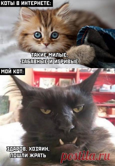 Ржачные картинки и позитивные фото с надписью из сети ( 11 фото ) . Тут забавно !!!