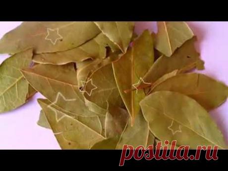 Настойка из лаврового листа: рецепты и применение, чем полезна для суставов и как её правильно пить