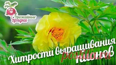 Хитрости выращивания пионов Здравствуйте уважаемые садоводы!
Мы содержим садовое хозяйство не только для того, чтобы получать хороший урожай, но и для души. Каждый выращивает цветочки и декоративные кустарники.
Один из распространённых цветов наших садов – это пион. Есть несколько хитростей выращивания пиона.
Есть несколько приемов, для того, чтобы получит большие и пышные цветки пиона: во-первых, весной его надо хорошо поливать, во-вторых, пион нужно пасынковать – сохр...