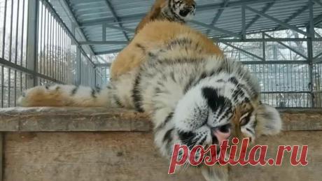 Запевшего в Барнауле тигра переименовали в Витаса В зоопарке Барнаула тигренка Шерхана переименовали в Витаса после того, как он запел. Видеозапись с одним из его выступлений опубликована во «ВКонтакте».