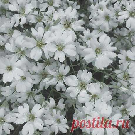 Вуаль белой ясколки.