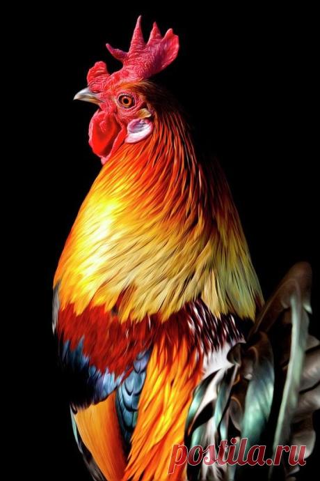 - chasingrainbowsforever: Rooster ~ Black in Back