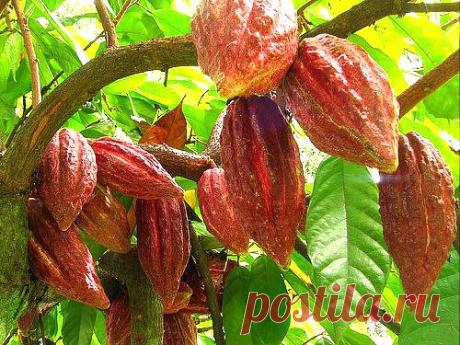 Туристическое агентство "Мозаика". Эквадоский маршрут какао