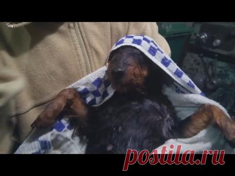 Ягдтерьер 4 часа в норе в сцепке с лисом (раскопки)