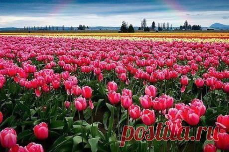 Долина тюльпанов в Нидерландах.
Самые красивые места на Земле : Группа для бизнеса. Отдых и туризм. Туристическое агентство : Одноклассники
Красивые места мира, чудеса природы и удивительные уголки планеты заботливо собранные в одном месте...
•••продолжение