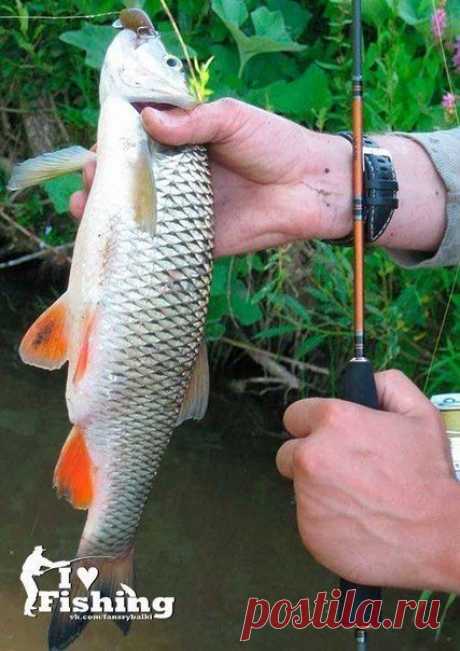 Ловля голавля летом / Богатая добыча
