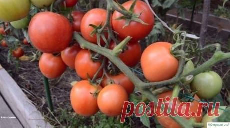 Раз обpезал - в тpи pаза больше собpал!