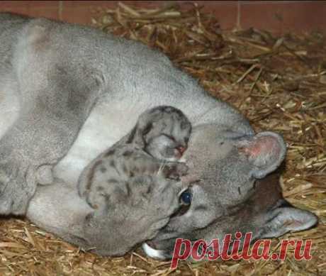 Запись создана пользователем Сандра Класик(2 комментария)
Маленькая пума с мамой!!!!какое милое фото)))