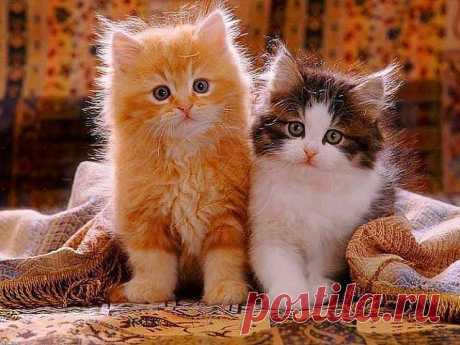 Копилка Впечатлений.
валентина зубарева (юрина)