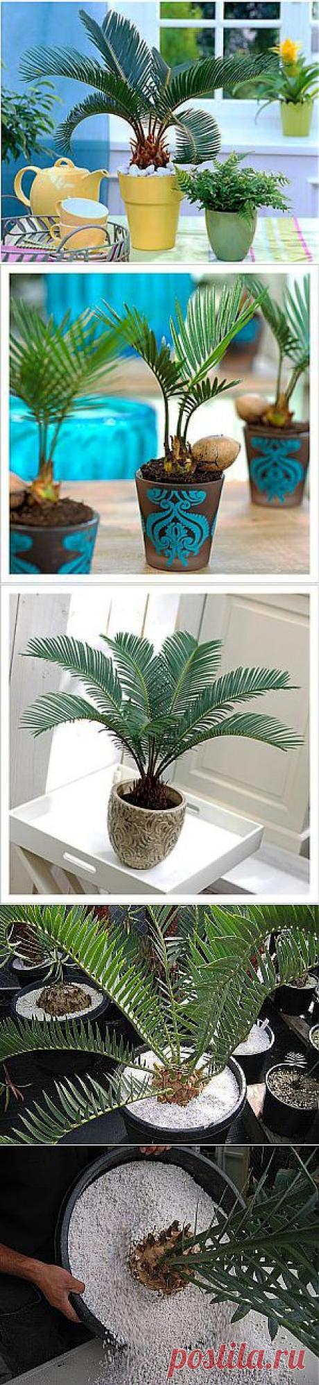 Цикас-особенности ухода, болезни и вредители | GreenHome