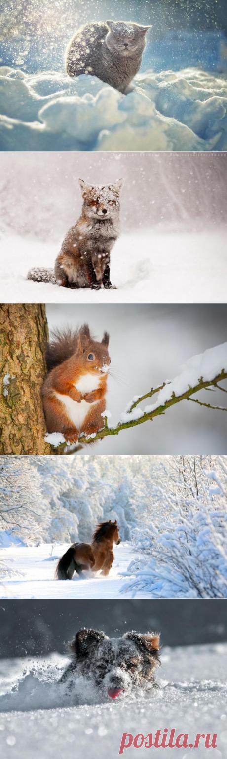 Пост обожания зимы