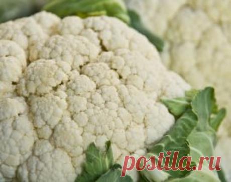 Выращивание цветной капусты в открытом грунте