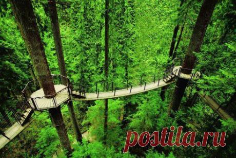 "Тритопс" в парке мостов в Канаде позволяет почувствовать себя белкой-летягой: