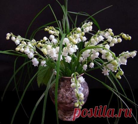 Ландыши... ландыши