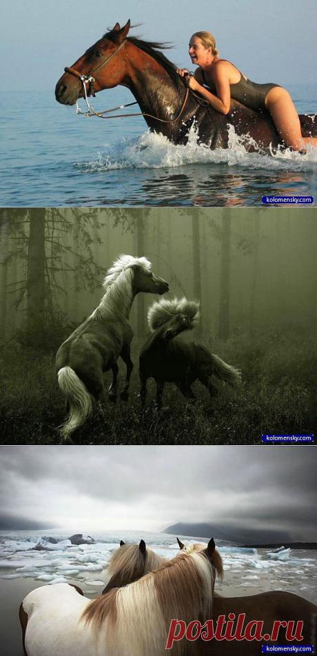 Кони and лошади 100 фото - 1 часть » Cайт для друзей: картинки, приколы, фото | kolomensky.com | .