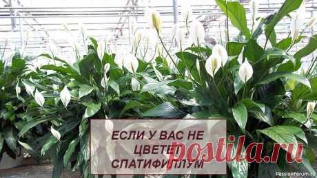 Комнатные растения. Если не цветет спатифиллум 🌱ЕСЛИ У ВАС НЕ ЦВЕТЕТ СПАТИФИЛЛУМ - ЭТА СТАТЬЯ ДЛЯ ВАССпатифиллум по праву входит в первую десятку самых любимых комнатных растений, его обожают за обилие темно-зеленых листьев и необычные по форме цветы. Початок, собранный из мелких цветочков, напоминает щетку, и был бы не привлекателен,...