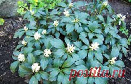 Почвопокровные растения и невысокие травянистые многолетники | Самоцветик