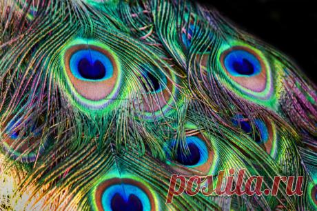 Павлин - 106 фото уникальной птицы с самым красивым хвостом