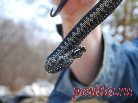 Если рептилия укусила — 6 соток