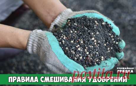 Существуют правила смешивания удобрений, особенно минеральных. Садоводы часто вносят в почву одновременно два или три различных удобрения. Для экономии времени и труда их удобнее предварительно смешать в нужном соотношении. Однако необходимо иметь в виду, что некоторые удобрения можно смешивать непосредственно перед внесением в почву, а отдельные смешивать вообще нельзя.
Например, удобрения, имеющие в своем составе аммиачный азот (сульфат аммония, аммиачная селитра, хлори...
