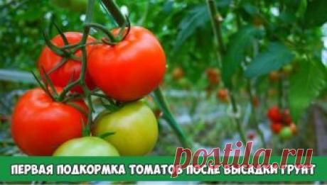 Первая подкормка томатов после высадки грунт | 6 соток