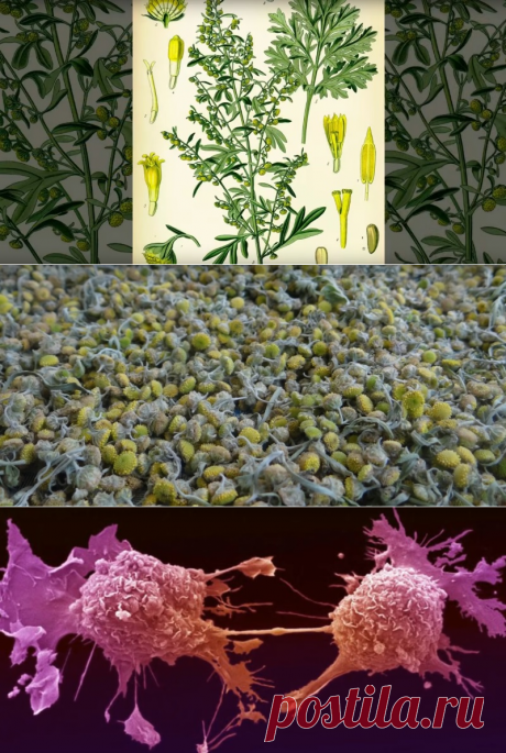 Полынь однолетняя против рака