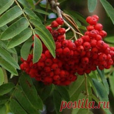 Лечение рябиной – народная и официальная медицина | Рецепт здоровья