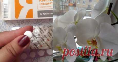 Это средство словно живая вода для моих орхидей. Цветут как ненормальны Янтарная кислота — давно известный и применяемый человечеством антиоксидант, который прекрасно регулирует кислотный обмен, избавляет от похмелья и даже применяется хитрыми женщинами для борьбы со злоп…