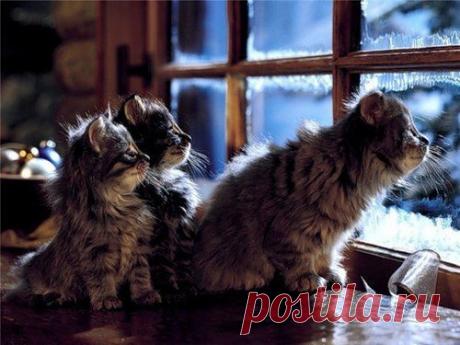 Снег идет ❄ Значит скоро Новый Год⛄ 🎅