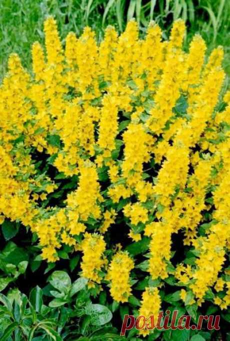 высокие желтые цветы многолетники: 9 тыс изображений найдено в Яндекс.Картинках