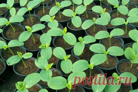 Выращивание рассады огурцов в домашних условиях | По Секрету Всему Свету | Яндекс Дзен