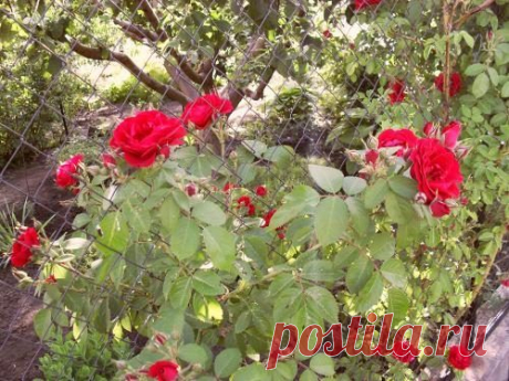 Как бесплатно раздобыть цветы для дачи / Домоседы