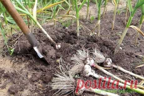 Когда убирать в 2022 году чеснок по Лунному календарю: благоприятные дни - Своими руками на даче - как посеять, сажать, ухаживать за растениями и цветами