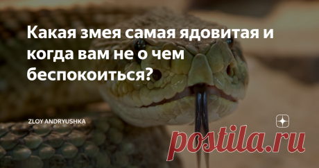 Какая змея самая ядовитая и когда вам не о чем беспокоиться? Если вы имеете в виду мамбу, гремучую змею или кобру, вы ошибаетесь. Это совершенно разные ребята, практически неизвестные в нашей стране. К счастью.
Мы не будем долго тебя томить.
Абсолютно самыми ядовитыми змеями в мире являются тайпаны, живущие в Австралии. Их яд настолько силен, что количество яда от одного укуса маленького тайпана, то есть капля размером с булавку, убило бы 1000 мышей. Если