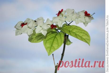 Клеродендрум Томпсона