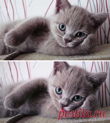 Животные, которые умеют позировать лучше, чем фотомодели