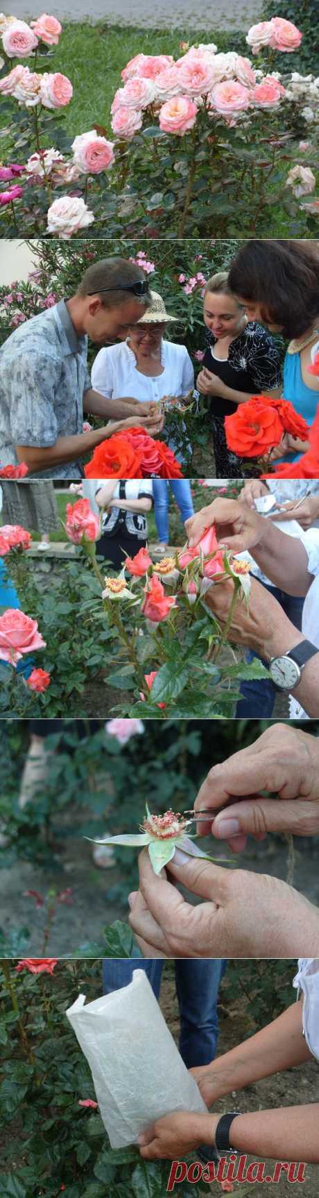 Мастер-класс: создание (гибридизация) нового сорта розы