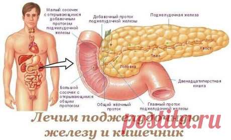 Лечим поджелудочную железу и кишечник.
#здоровье
Очень часто при неправильном питании, стрессах, лечении антибиотиками нарушаются функции внутренних органов. При первых признаках можно обойтись без дорогих препаратов и, также, сбросить лишний вес.
Панкреатит:
- перемолоть гречку, 1-2 ст. л. гречневой муки настоять на 1 стакане молочной сыворотки. Утром съедать вместо завтрака;
- 20 г измельченной коры осины залить 200 мл воды, варить на водяной бане 20 минут. Настаивать...