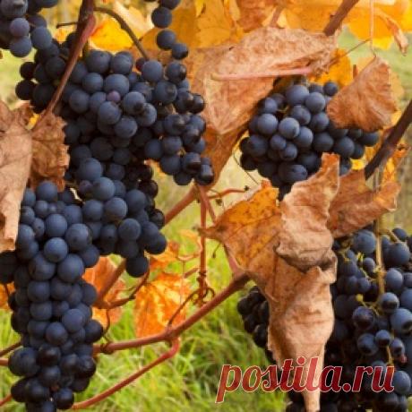 Укрытие винограда на зиму - МирТесен