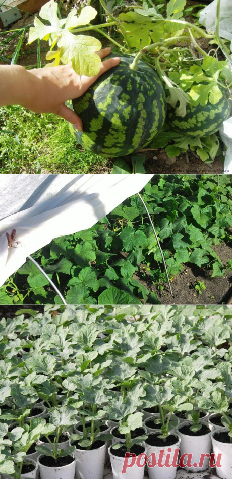 Когда сажать арбузы на рассаду и что следует знать