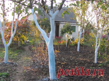 Белить деревья – как, когда и зачем | Дача - впрок Побелку деревьев необходимо производить в осенний и весенний период для того, чтобы защитить стволы от солнечных ожогов. Эту процедуру нужно производить очень внимательно и аккуратно, чтобы не навредить дереву.