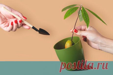 Как вырастить авокадо, лимон и манго из косточки?