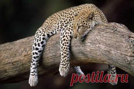 Зоопарк в Токио ежегодно закрывается на два месяца, чтобы все звери могли отдохнуть от нескончаемых посетителей.