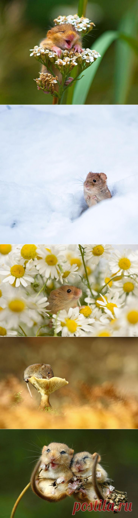 Крошечное очарование - 28 фотографий мышей в природе
