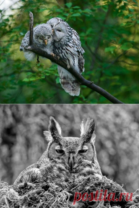 Лучшие фото National Geographic последних лет — Наука и жизнь