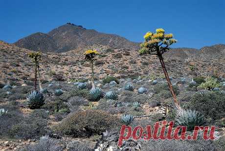 Мексика. Пустыня Сонора