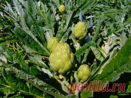 А у вас на грядках растет уникальный артишок?