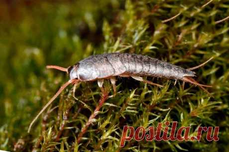 Обыкновенная чешуйница: Часто живёт в наших санузлах. Опасно ли это насекомое, и почему оно заводится? | Книга животных | Дзен